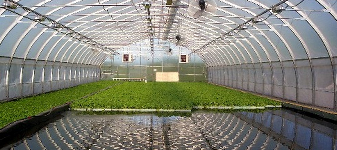 Serre aquaponée