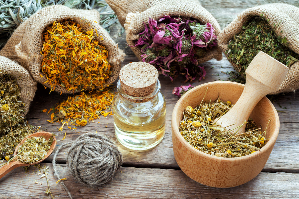 Production et transformation des plantes médécinales