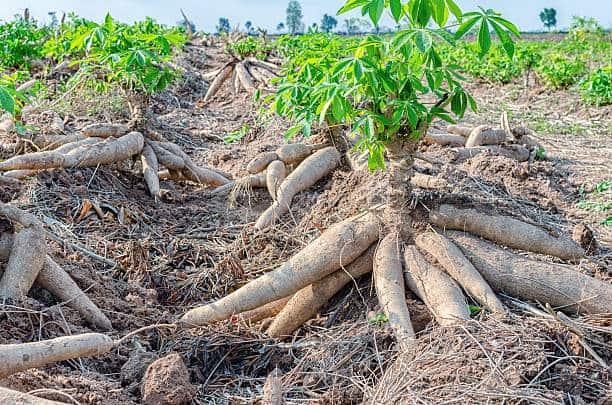 L'amidon du manioc