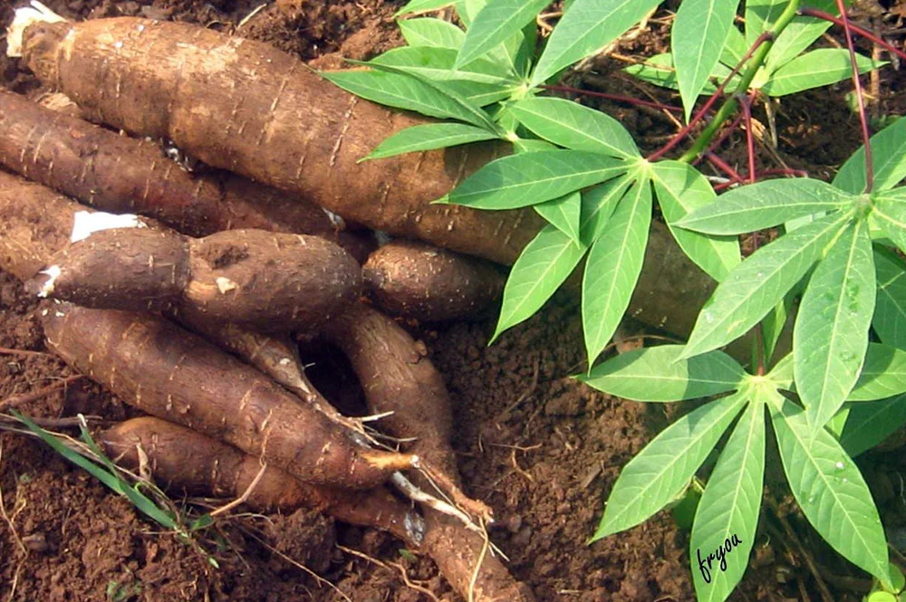 La pile manioc